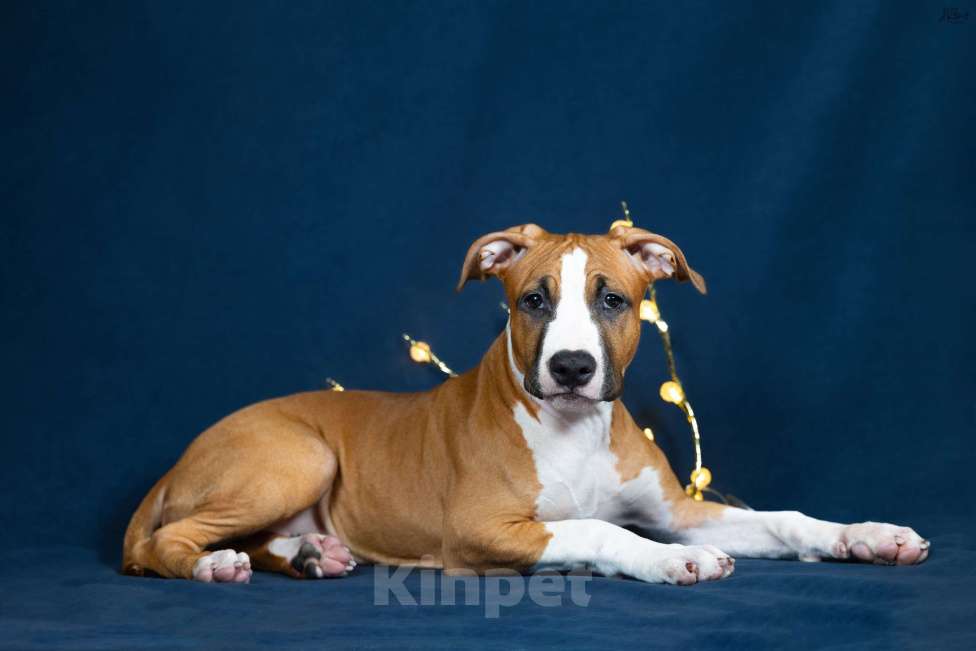 Собаки в Красногорске: Девочка 4 Девочка, Бесплатно - фото 2