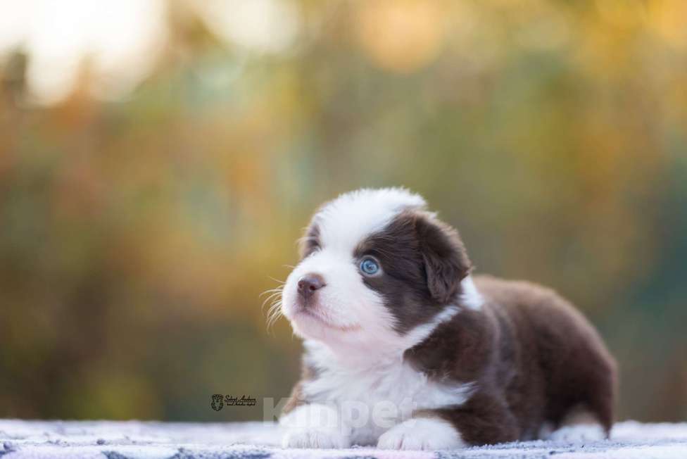 Собаки в Москве: Миниатюрная американская овчарка (мини-аусси) Мальчик, 150 000 руб. - фото 2