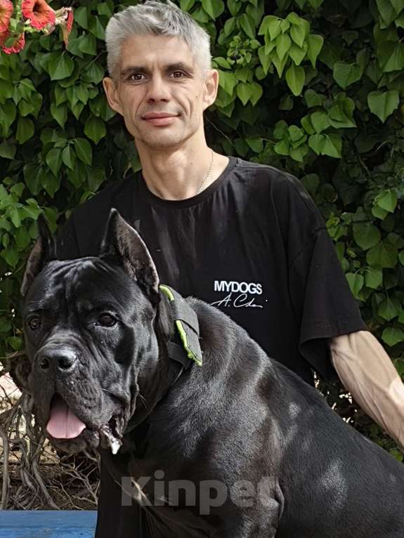 Собаки в других городах Крыма: Щенки Кане Корсо Мальчик, 80 000 руб. - фото 3