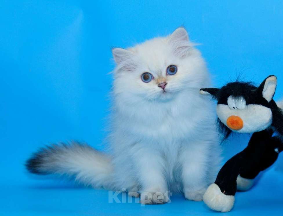 Кошки в Рыбинске: БЛЮЗ Мальчик, 30 000 руб. - фото 4