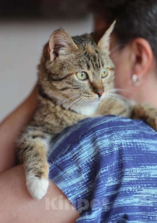 Кошки в Балашихе: ЛУША И ГОША ИЩУТ  ДОМ Девочка, Бесплатно - фото 2