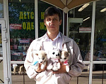 Собаки в Подольске: Щенки сибирской хаски, 15 000 руб. - фото 2