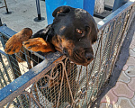 Собаки в Нефтекумске: Щенки ротвейлера продажа  Мальчик, 8 000 руб. - фото 4