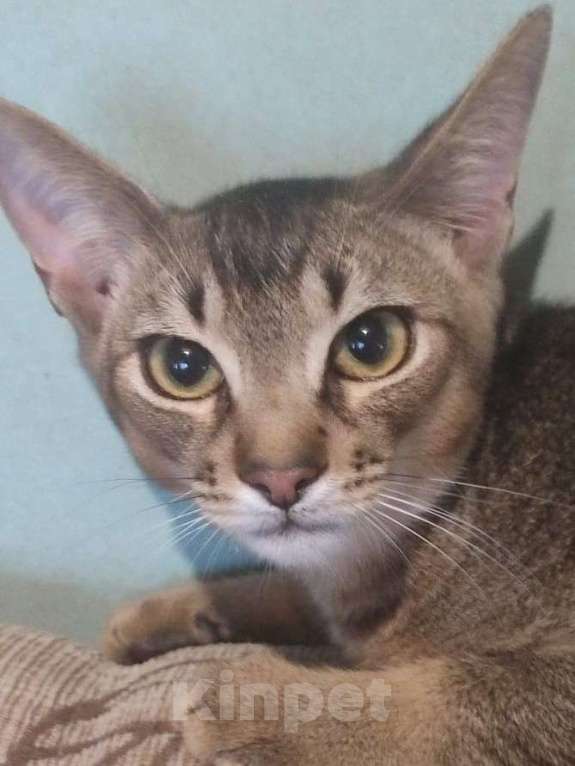 Кошки в Екатеринбурге: Котик Мальчик, 25 000 руб. - фото 1