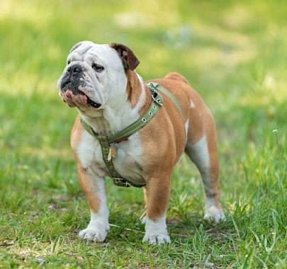 Английский бульдог