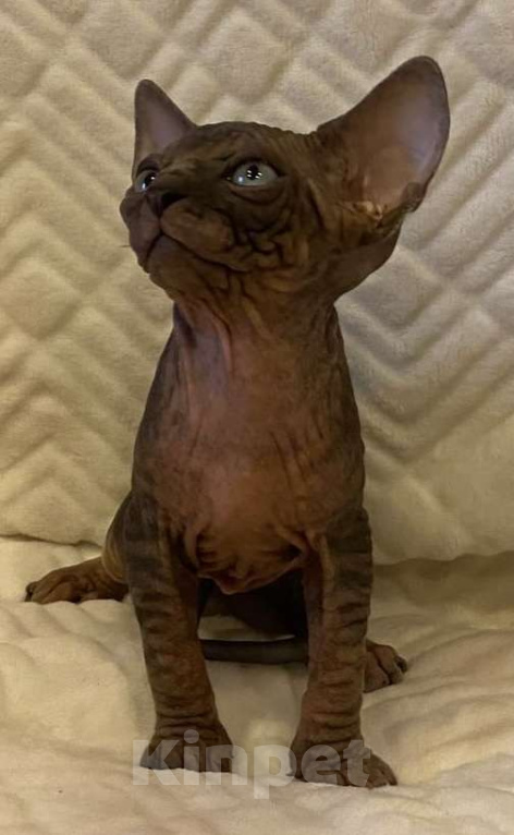 Кошки в Москве: Топовый котёнок канадского сфинкса  Мальчик, 50 000 руб. - фото 2