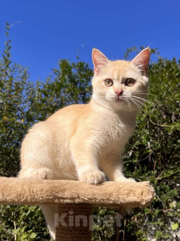 Кошки в Геленджике:  золотой котенок Мальчик, 9 000 руб. - фото 2