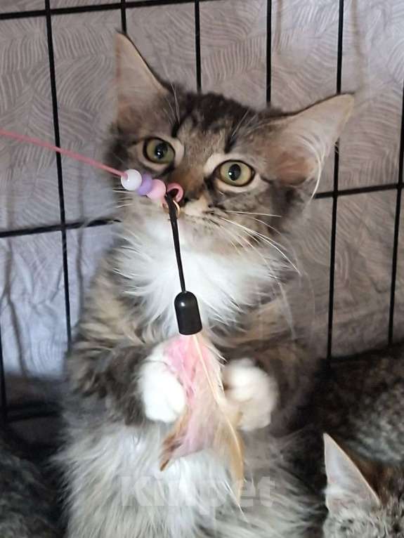 Кошки в Москве: Лаванда Девочка, Бесплатно - фото 1