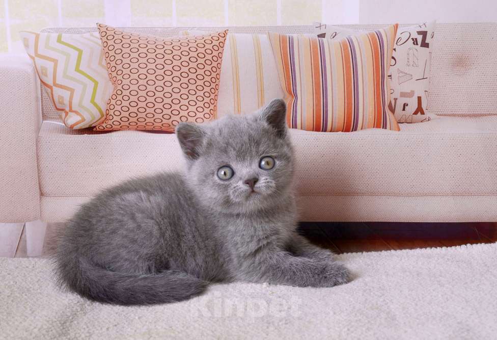 Кошки в Санкт-Петербурге: Британский котик голубого окраса Мальчик, 65 000 руб. - фото 5