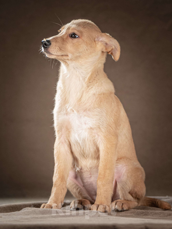 Собаки в Клине: Молли — ласковая красавица станет вашим личным антистрессом Девочка, Бесплатно - фото 2