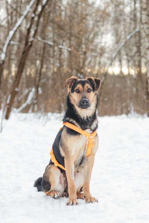 Собаки в Москве: Щенок в добрые руки Девочка, Бесплатно - фото 6