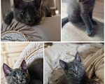 Кошки в Шатуре: Котенок в добрые руки Мальчик, Бесплатно - фото 4