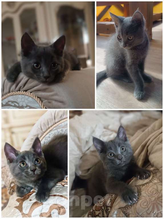 Кошки в Шатуре: Котенок в добрые руки Мальчик, Бесплатно - фото 4