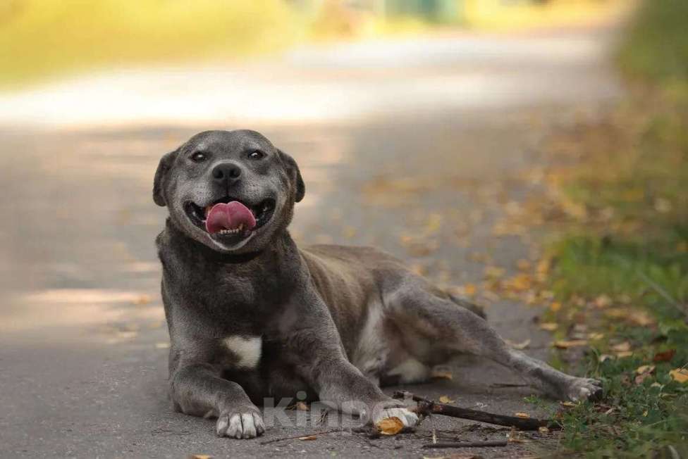 Собаки в Москве: Голубой Стафф Сильвер в дар Мальчик, Бесплатно - фото 1