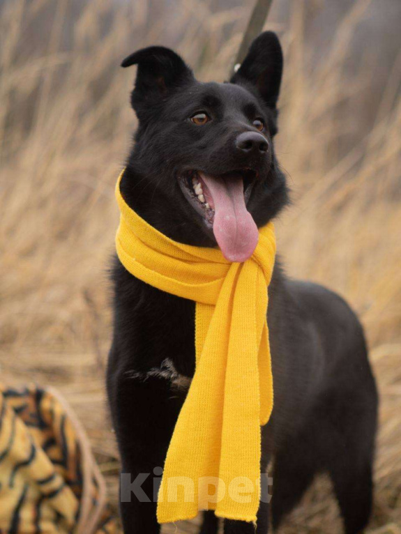 Собаки в Москве: Уголек очень хочет домой  Мальчик, Бесплатно - фото 3