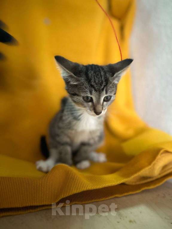 Кошки в Москве: котенок-энерджайзер Елизавета ищет дом Девочка, 10 руб. - фото 7