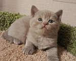 Кошки в Всеволожске: Очаровательный британский котенок Мальчик, 25 000 руб. - фото 1
