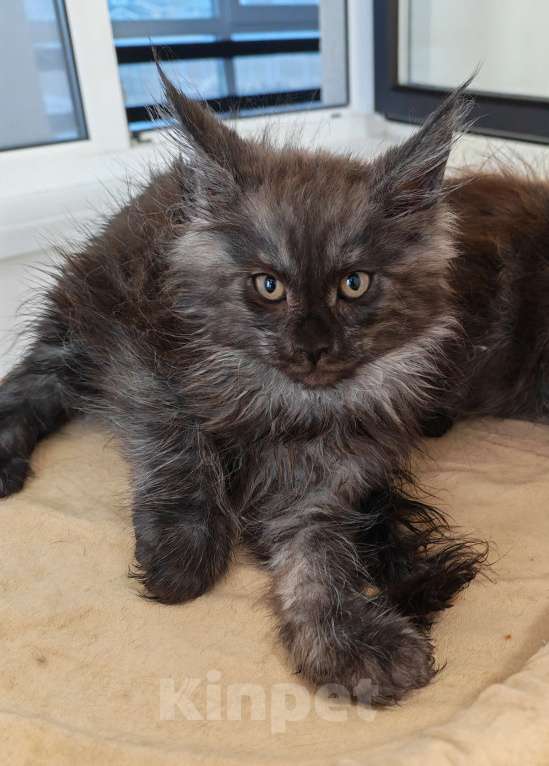 Кошки в Павловском Посаде: Мейн-кун мальчик 2 месяца Мальчик, 37 000 руб. - фото 1