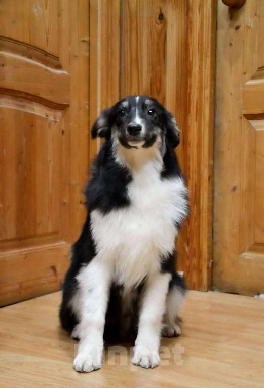Собаки в Москве: Австралийская овчарка щенок аусси  Мальчик, 25 000 руб. - фото 3