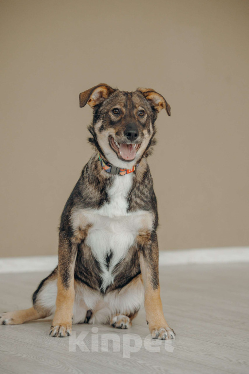 Собаки в Москве: Щенок бесплатно в Москве Девочка, Бесплатно - фото 6