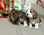 Собаки в Ангарске: Продажа щенков биглей Девочка, 80 000 руб. - фото 9