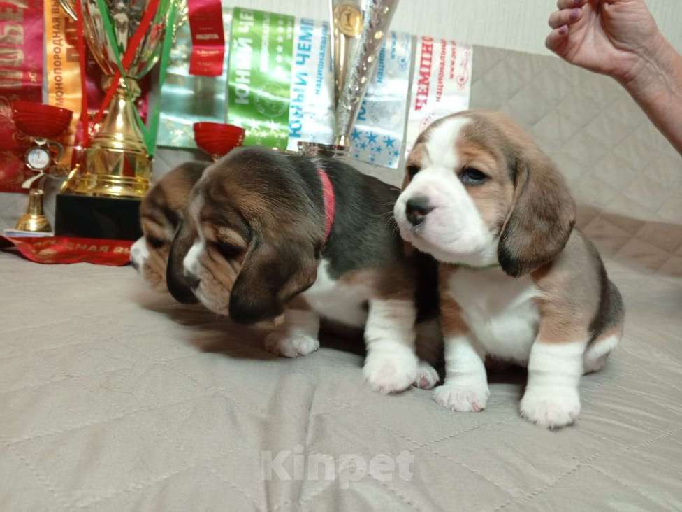 Собаки в Ангарске: Продажа щенков биглей Девочка, 80 000 руб. - фото 9