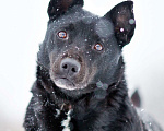 Собаки в Москве: Килиманджаро, маленький пёсик из приюта Мальчик, Бесплатно - фото 7