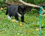 Кошки в других городах Ленинградской области: Котик мальчик скромняга Мальчик, Бесплатно - фото 5