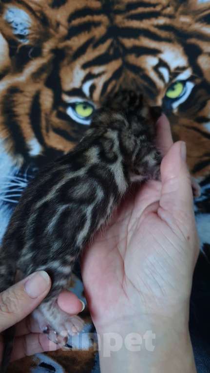 Кошки в Симферополе: Бенгальские котята Мальчик, 80 000 руб. - фото 3