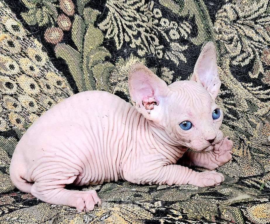 Кошки в Москве: Продается котенок от титулованных родителей Девочка, 35 000 руб. - фото 1