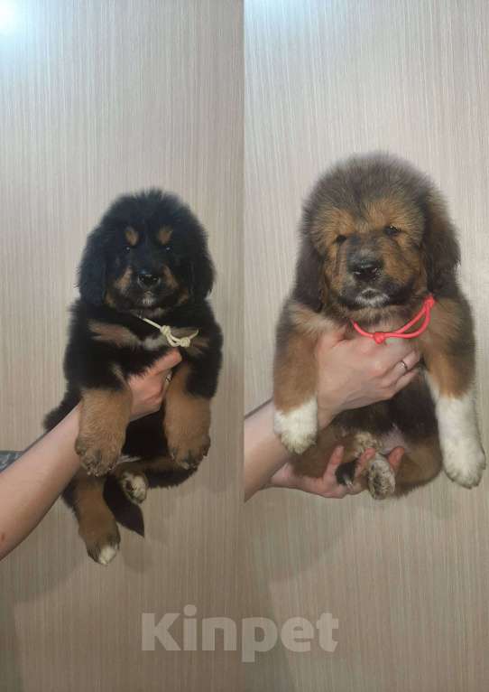 Собаки в Курганинске: Щенки тибетского мастифа  Девочка, Бесплатно - фото 4