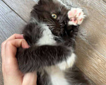 Кошки в Москве: Котенок в добрые руки Девочка, Бесплатно - фото 3