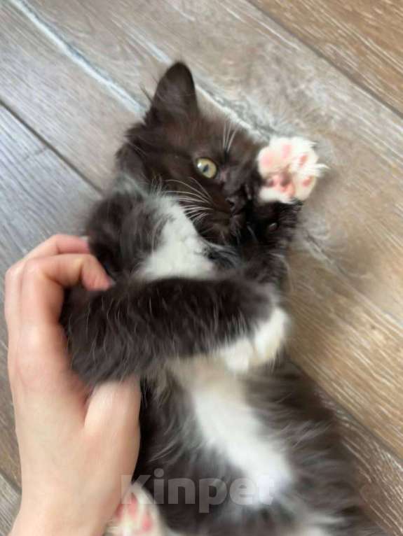 Кошки в Москве: Котенок в добрые руки Девочка, Бесплатно - фото 3