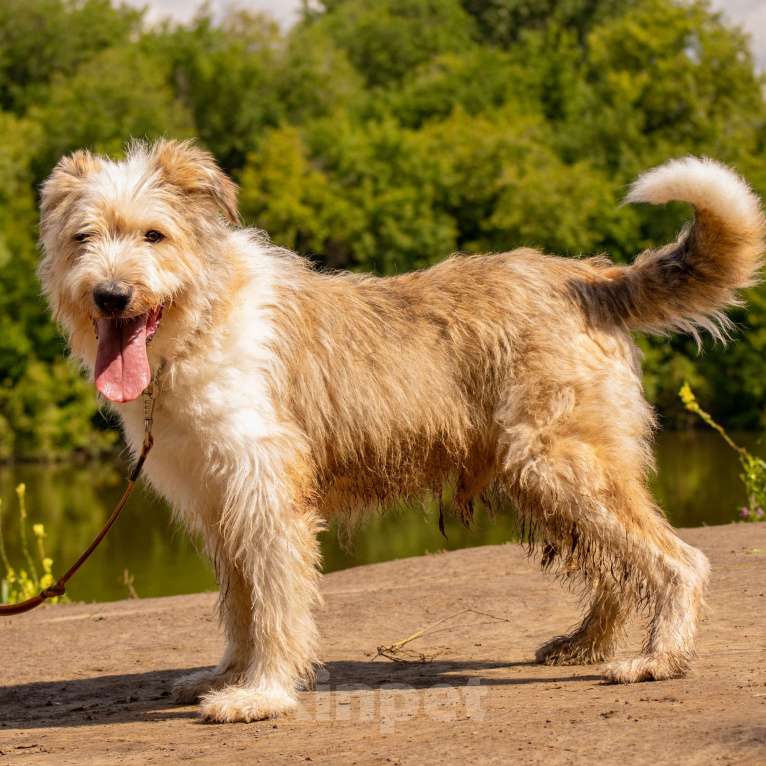 Собаки в Москве: Кряк Мальчик, Бесплатно - фото 3