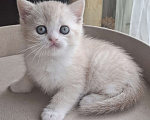 Кошки в Ярославле: Шотландский короткошерстный мальчик Мальчик, 25 000 руб. - фото 4