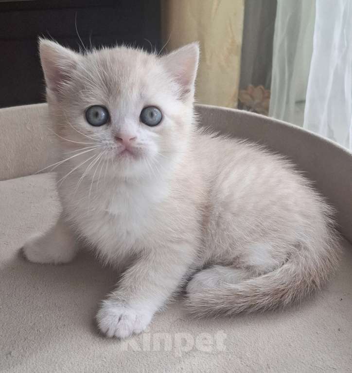 Кошки в Ярославле: Шотландский короткошерстный мальчик Мальчик, 25 000 руб. - фото 4