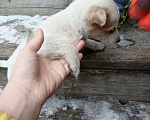 Собаки в других городах Свердловской области: Щенки ищут хозяев  Мальчик, Бесплатно - фото 3