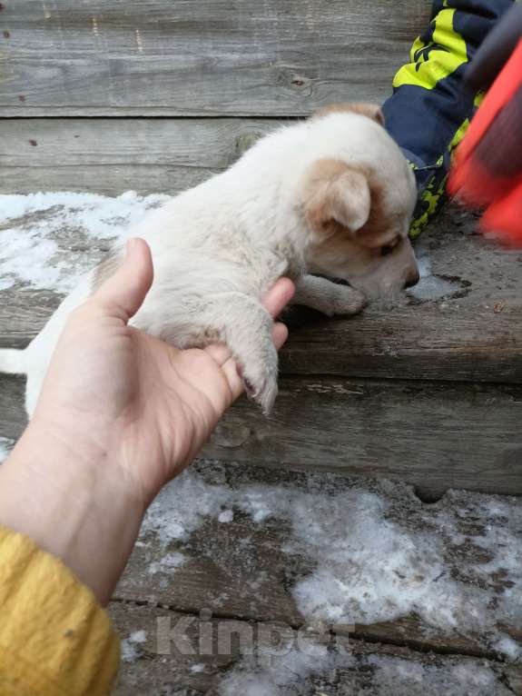 Собаки в других городах Свердловской области: Щенки ищут хозяев  Мальчик, Бесплатно - фото 3