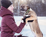 Собаки в Москве: Маленькая собачка 10 кг в дар Девочка, Бесплатно - фото 2