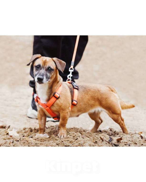 Собаки в Москве: Я Марго :) Девочка, Бесплатно - фото 2