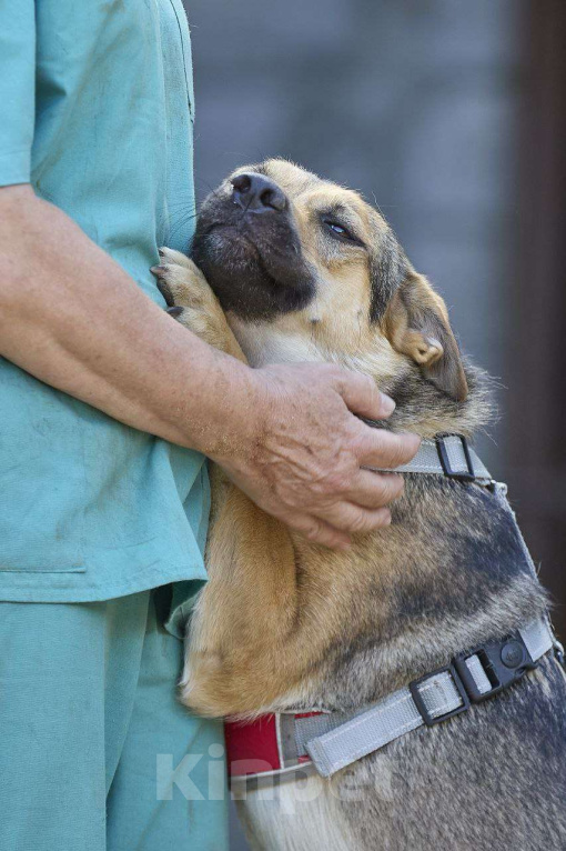 Собаки в Москве: Ода ищет дом Девочка, Бесплатно - фото 2
