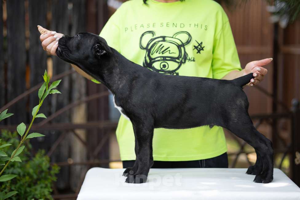 Собаки в Краснодаре: Кане корсо щенки Мальчик, Бесплатно - фото 6