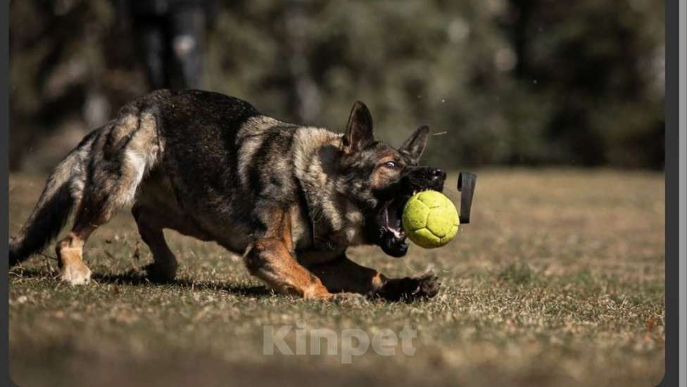 Собаки в Армавире: Щенок немецкой овчарки рабочего разведения  Мальчик, 25 000 руб. - фото 4
