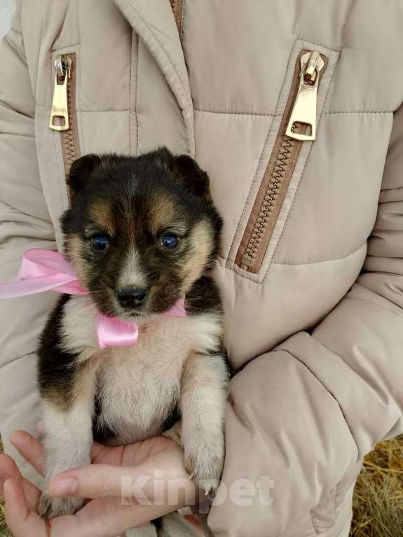 Собаки в других городах Московской области: Щенки ищут дом. Девочка, 500 руб. - фото 2