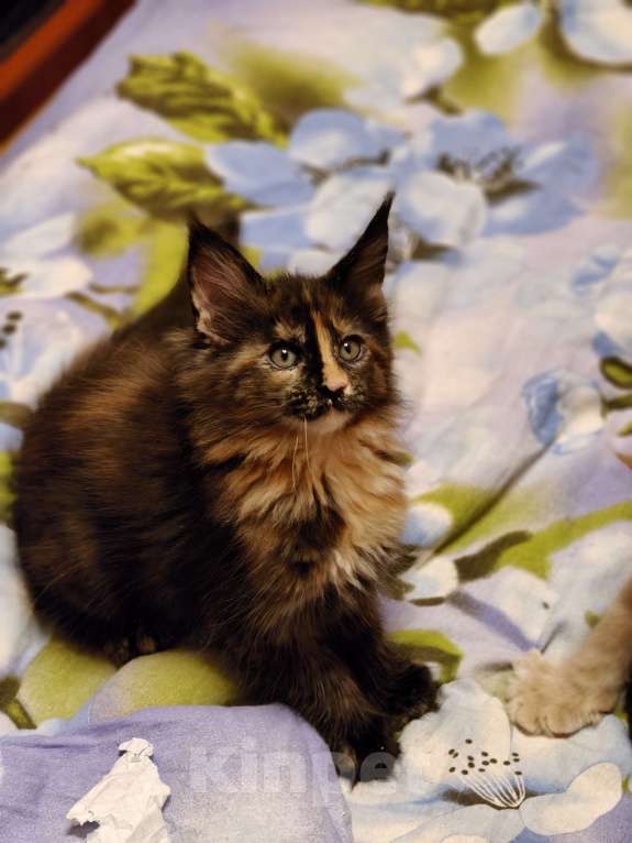 Кошки в Москве: Мейн-кун красотка с необычной внешностью Девочка, 55 000 руб. - фото 2