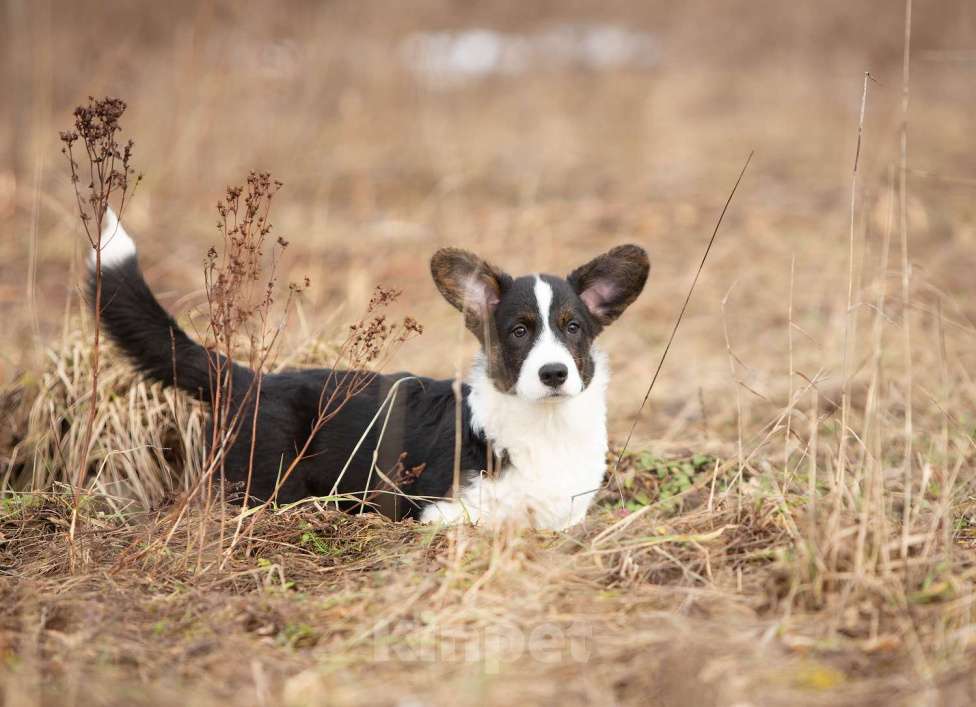 Собаки в других городах Ленинградской области: Шикарный щенок вельш корги кардиган из питомника  Мальчик, 70 000 руб. - фото 5