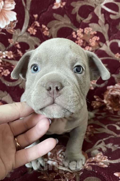 Собаки в Екатеринбурге: Американский булли, щенки Мальчик, 45 000 руб. - фото 2