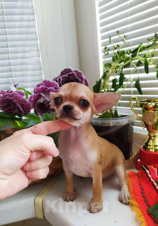 Собаки в Москве: Рыжая небольшая красавица  Девочка, 60 000 руб. - фото 4