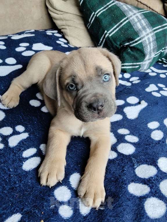 Собаки в других городах Краснодарского края: Кане-Корсо, щенок Мальчик, 30 000 руб. - фото 7