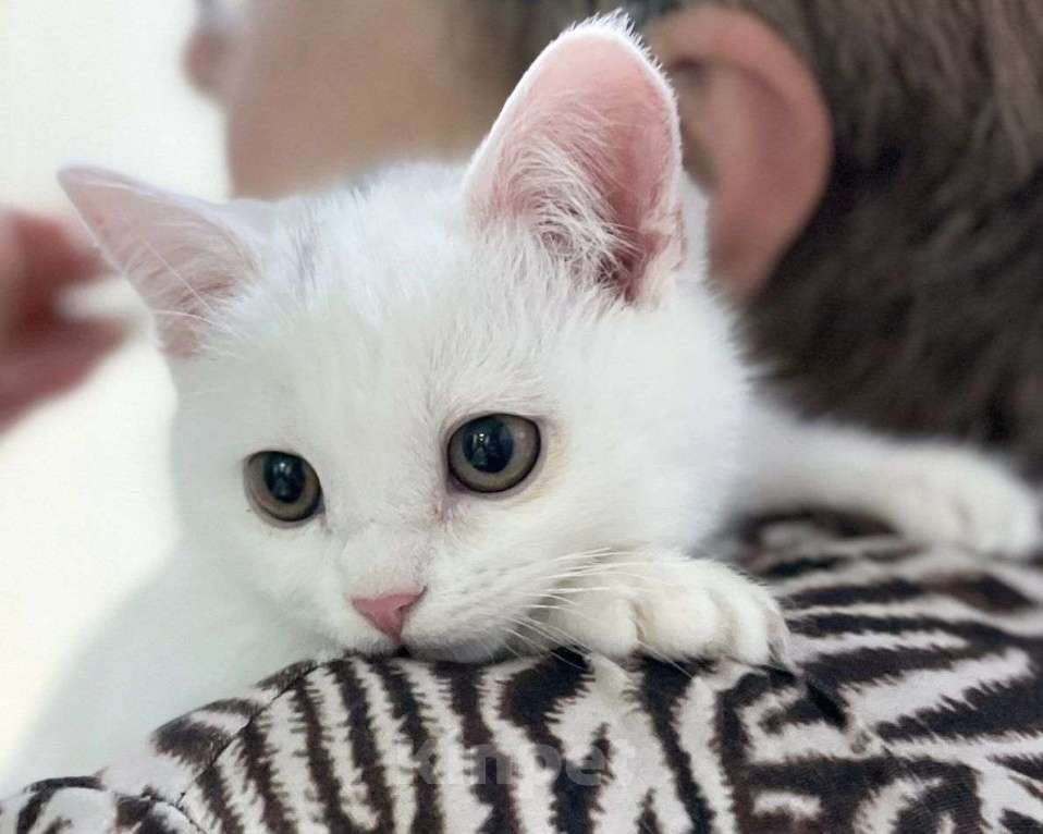 Кошки в Москве: Белый котенок девочка в добрые руки  Девочка, Бесплатно - фото 1
